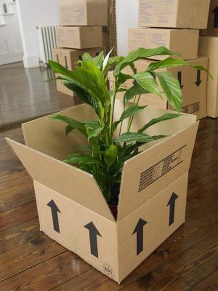 moving boxes for plants